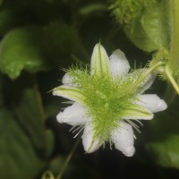 Passiflora foetida L.